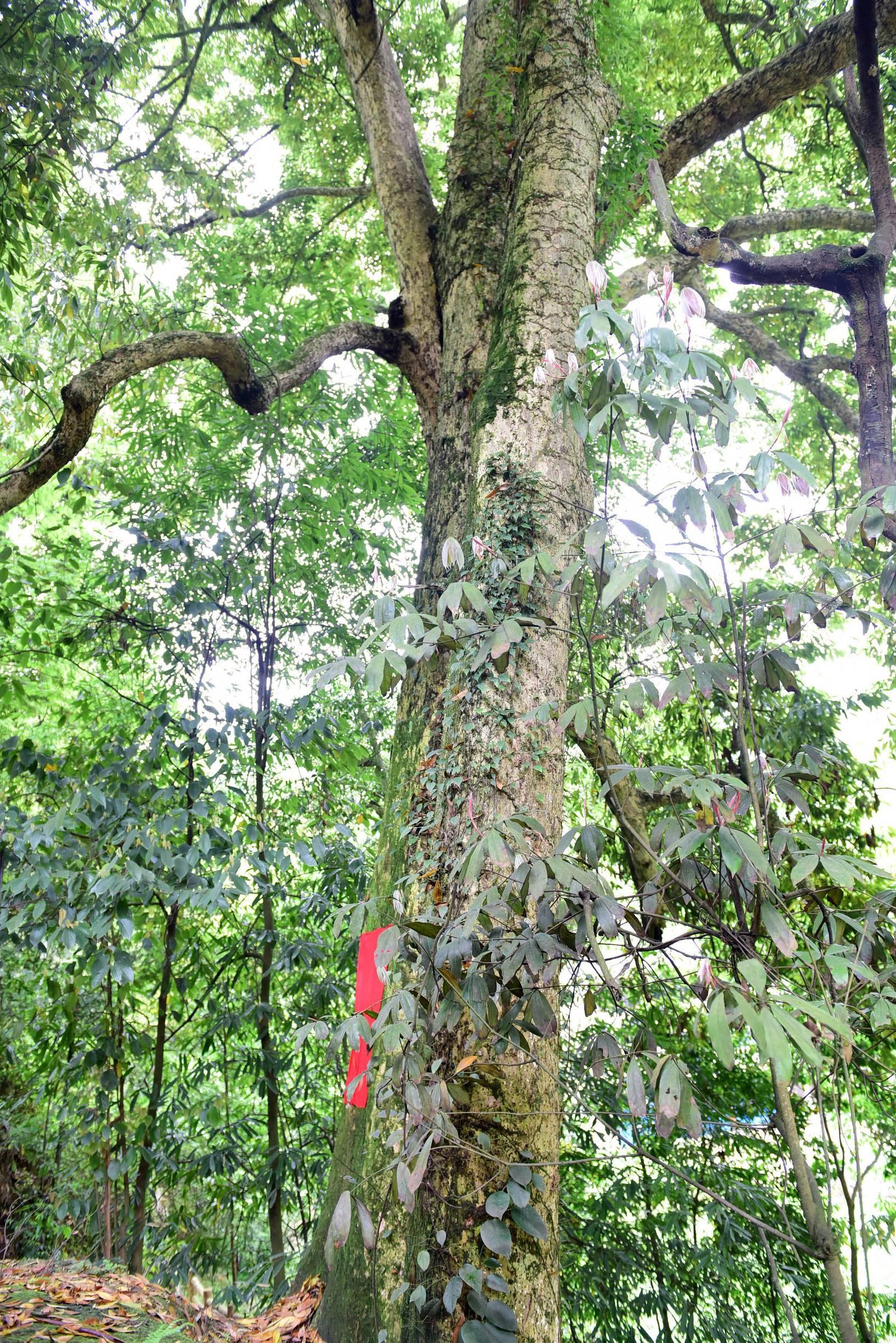 诗意湖北,邂逅你的梦想之地
